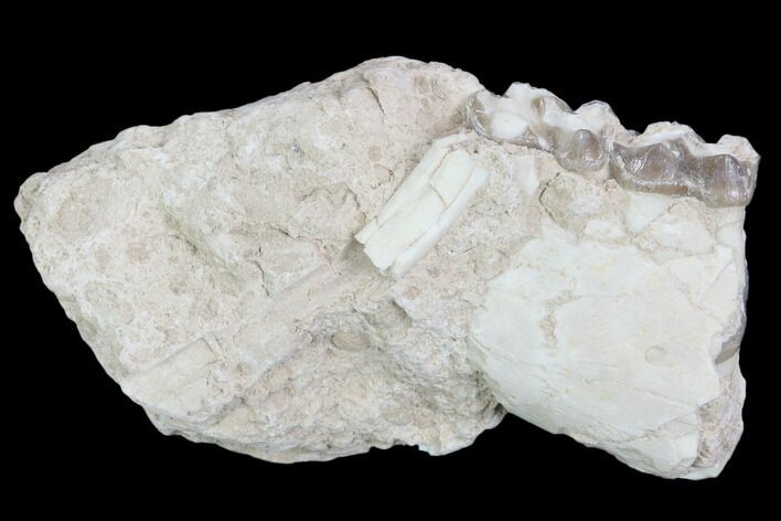 Oligocene Horse (Mesohippus) Jaw Section #101848
